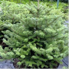 Пихта корейская Молли(Abies koreana Molli)