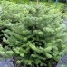 Пихта корейская Молли(Abies koreana Molli)