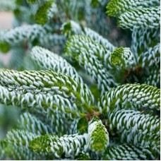 Пихта корейская Сильберлок (Abies koreana Silberlocke)