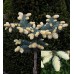 Ель колючая Биалобок (Picea pungens Bialobok)