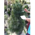 Сосна Шверина Витхорст (Pinus schwerinii Wiethorst) 