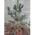 Сосна мелкоцветковая Негиши - Pinus parviflora Negishi
