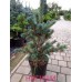 Сосна мелкоцветковая Негиши - Pinus parviflora Negishi