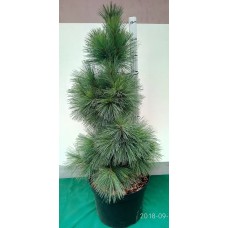 Сосна Шверина Витхорст (Pinus schwerinii Wiethorst) 