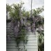 Глициния прекрасная (Wisteria venusta)