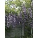 Глициния прекрасная (Wisteria venusta)