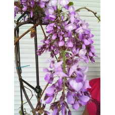 Глициния прекрасная (Wisteria venusta)